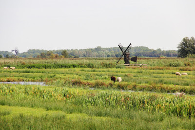 荷兰Zaanse Schans农场的景色，有羊和风车。