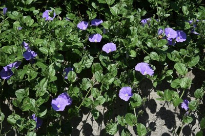 地面牵牛花