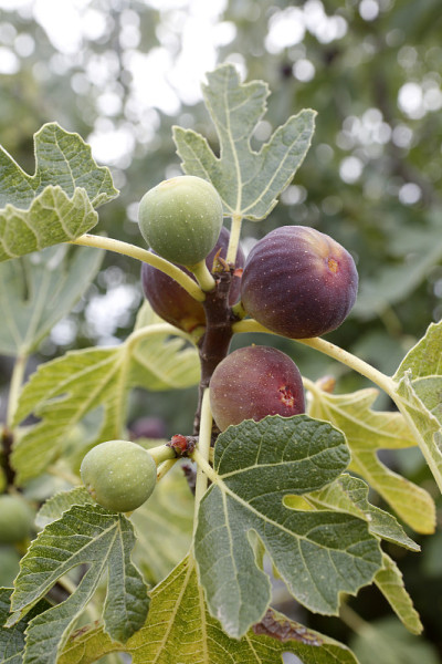 Figs