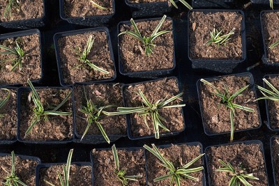 盆栽观赏植物