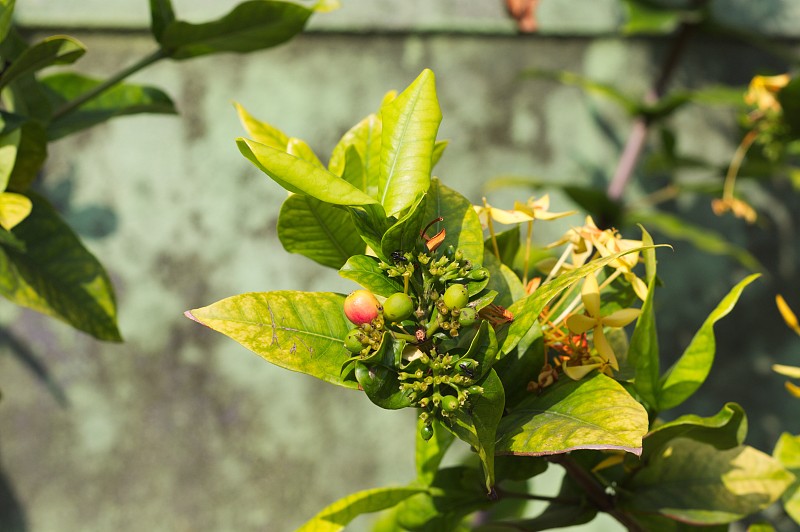 绿色植物上的红色热带小水果(阿里环礁，马尔代夫)