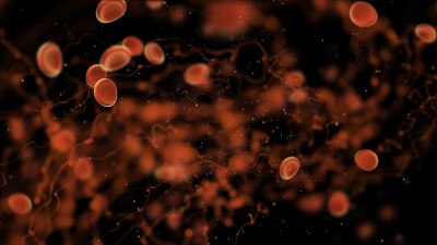人体健康科学细菌、病毒和红血球感染人体血管。生物病毒感染血细胞和免疫概念三维渲染