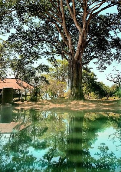 美丽的老树倒影在古芒山，Desa Adat Bugbug, Karangasem，巴厘岛