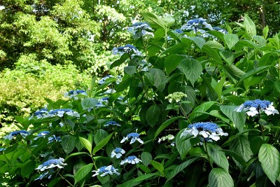 绣球花