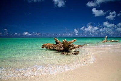 宁静的海滩场景与浮木在岸边