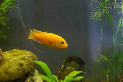 马拉维黄慈鲷鱼水族箱装饰藻类