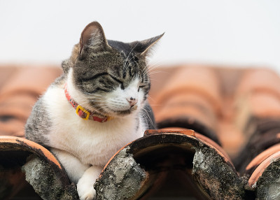 虎斑公猫