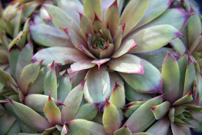 Echeveria