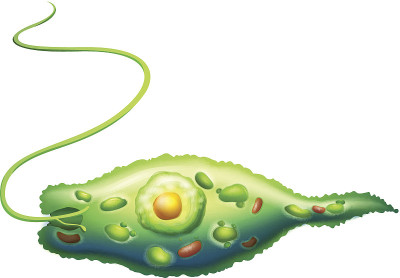 Euglena