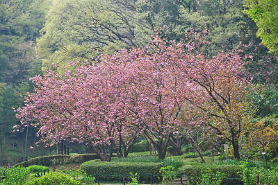 Yaezakura