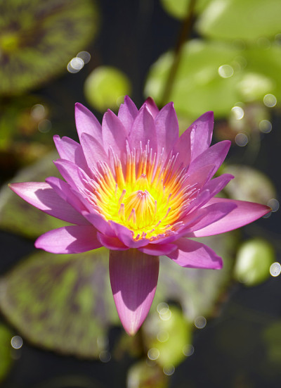莲花