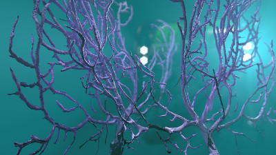 水下水下扇珊瑚