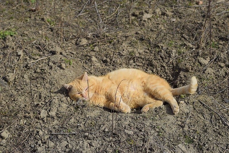 红猫躺在地上晒太阳。