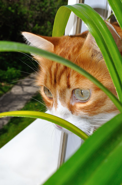 红色的家猫