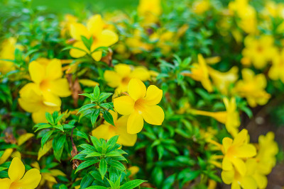 黄花cathartica