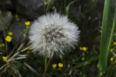 地中海地区的生物多样性。