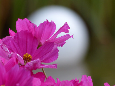 考斯玛花与月…
