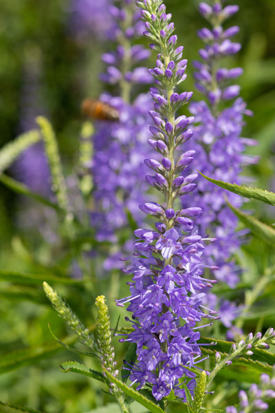花园丝桃花(veronica longfolia)的花