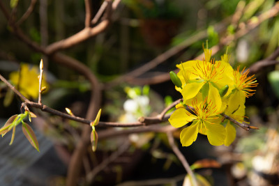 Ochna integerrima花。版税高质量的免费股票形象的紫百合科。桃花源是越南传统农历新年的