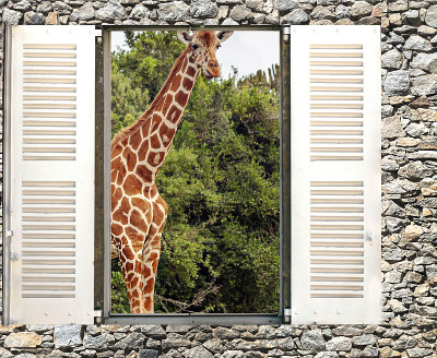 Window in the facade