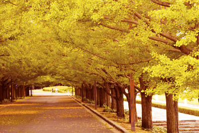 gingko