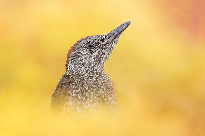 日出时枫树林中的绿啄木鸟令人惊叹的画像(Picus virdis)