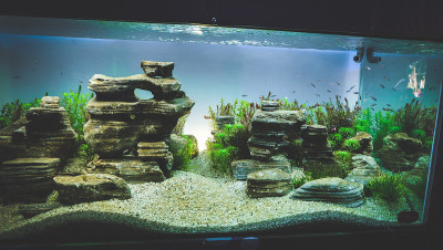 水族馆的坦克