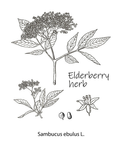 墨接骨木草药插图。手绘植物素描风格。绝对的向量。适用于茶叶、辅料、油品等包装及其它用途