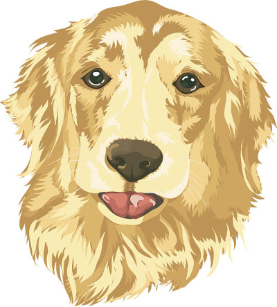 金毛寻回犬的肖像