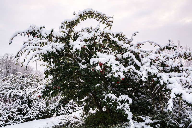 英国冬天的红莓灌木上的雪