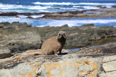 裙子Dassie