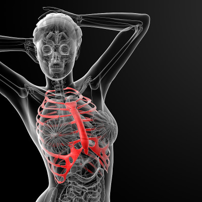 女性胸腔骨的3d渲染图