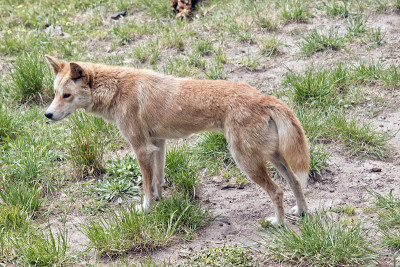 dingo