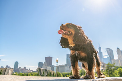 查理士国王的长毛犬站在一座风景优美的城市里。