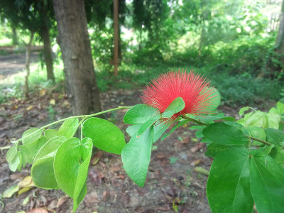 潘花