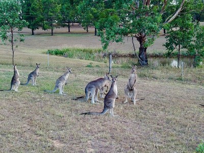 袋鼠在澳大利亚新南威尔士州悉尼猎人谷由无人机拍摄的照片