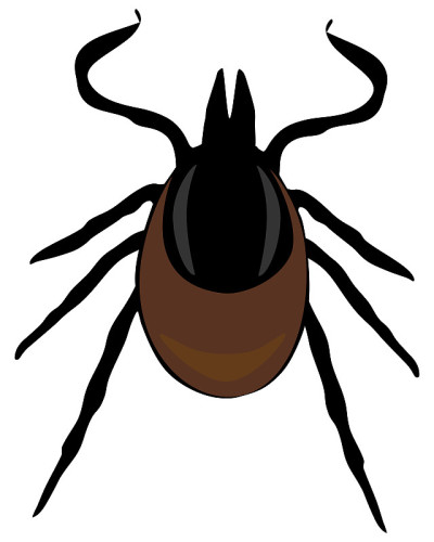 tick isolated insect
