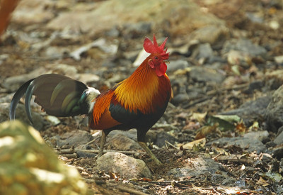 红Junglefowl
