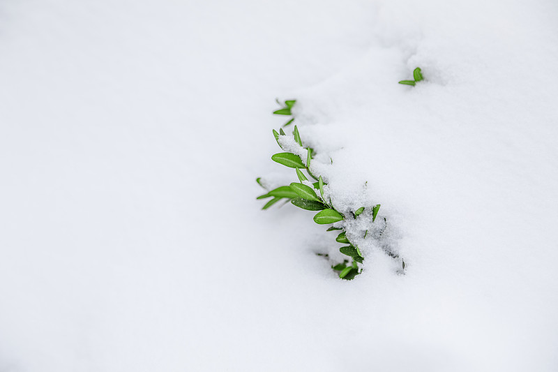 白底黄杨木下雪