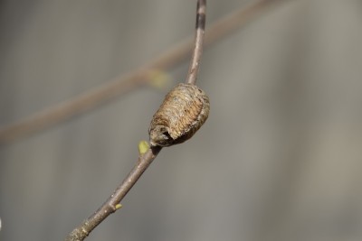 在树枝上的卵鞘螳螂。昆虫在茧里产下过冬的卵。榛子树枝上的oteca