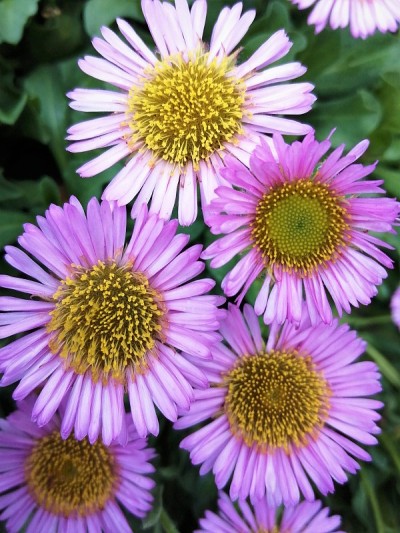 新英格兰aster