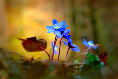 一群雏菊