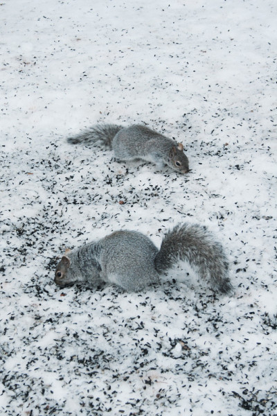 两只松鼠在雪地上
