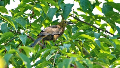 Russet-backed oropendola