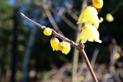 “蜡梅”像蜡像