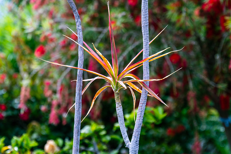 天门冬属(Dracaena reflexa va . angustifolia)