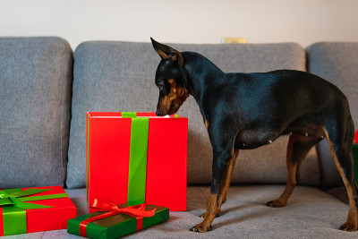 沙发上的黑色和tun迷你pinscher，礼物和礼品盒