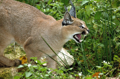 野猫野猫，成年野猫以威胁姿态咆哮