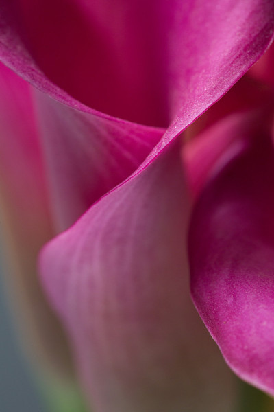 Calla Lily特写