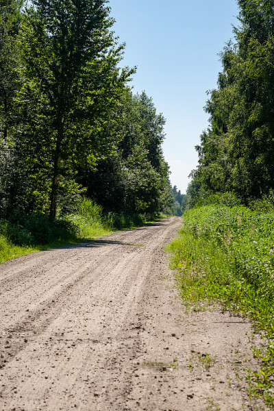 简单的乡村森林道路透视